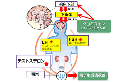 クロミフェン療法について